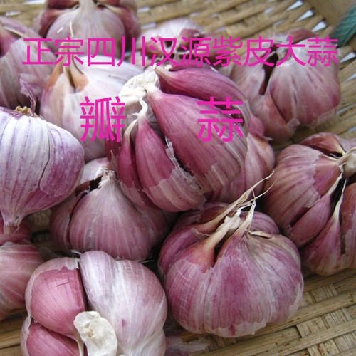 汉源县紫皮大蒜 汉源紫皮辦子蒜大量上市