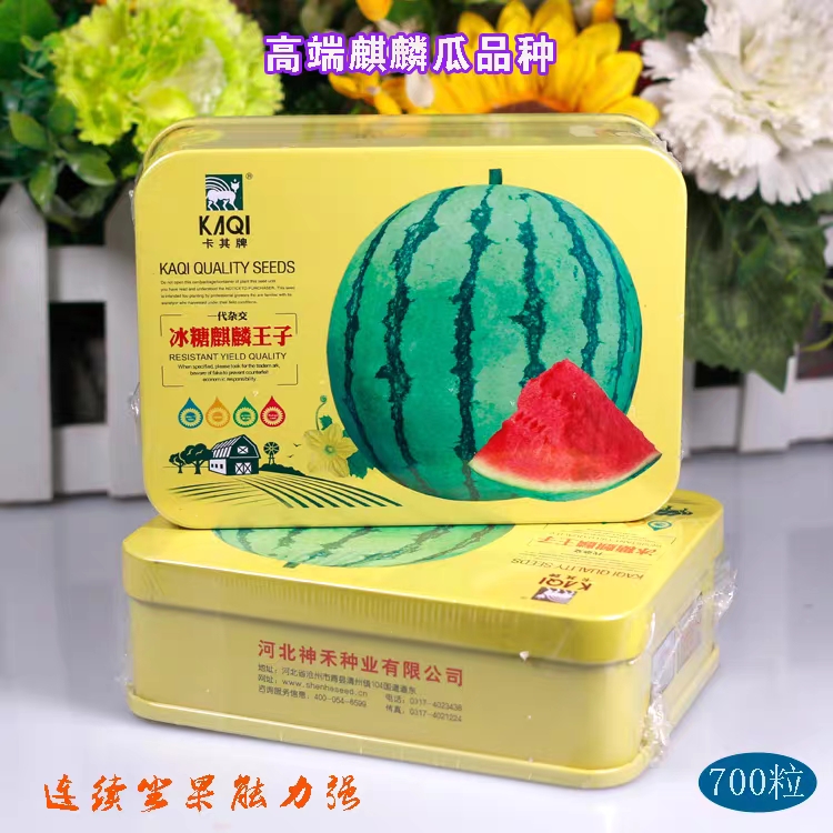 卡其冰糖麒麟王子西瓜种子籽早熟果大皮薄瓜农田园基地种植专用