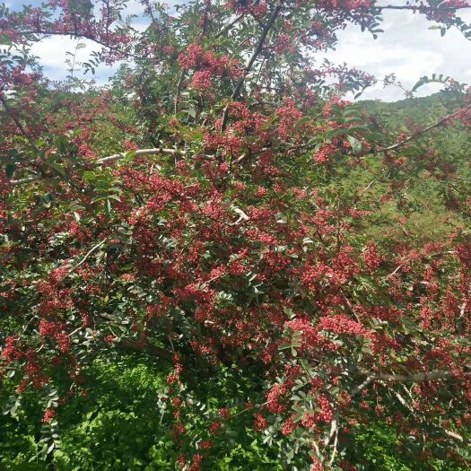 盐源县 花椒