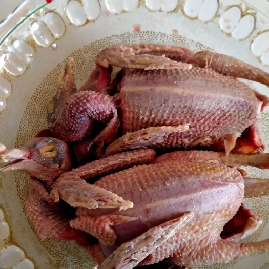 嘉祥县乳鸽 白条鸽头天下单第二天早上现杀速冻生鲜，中午发货第二天下午到