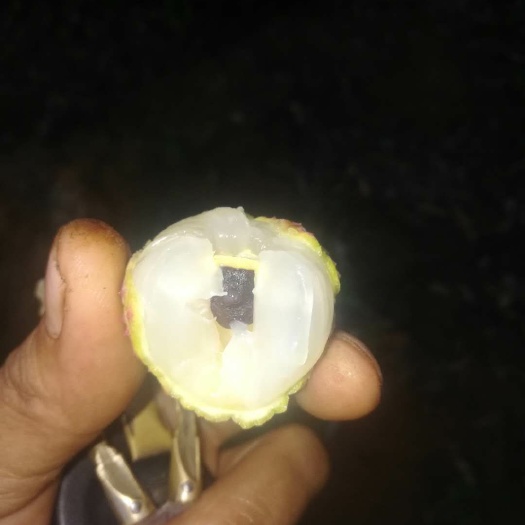 钦州 荔枝王