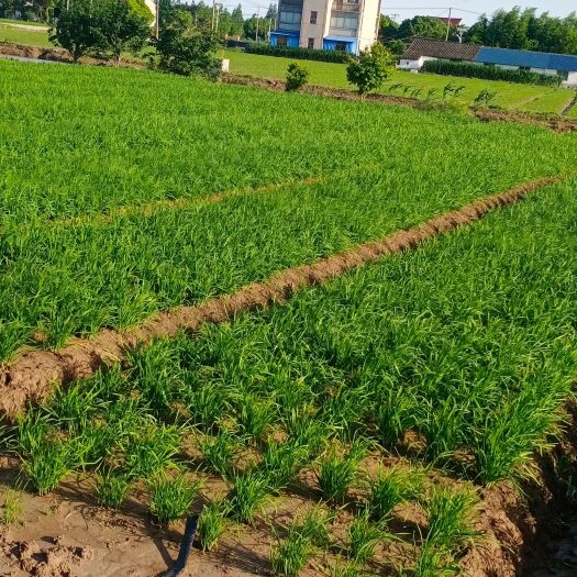 上海 头刀韭菜已上市