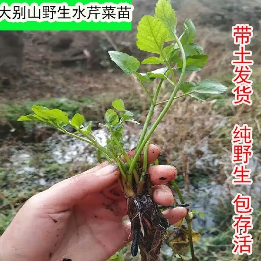 野 水芹种苗  污水治理 净化水质 易成活繁殖快