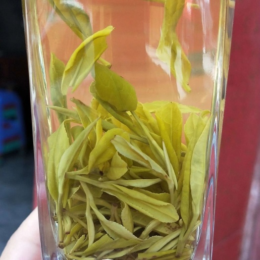 筠连县安吉黄金叶茶 黄金牙