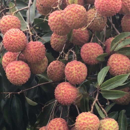 博罗县 罗浮山本地荔枝