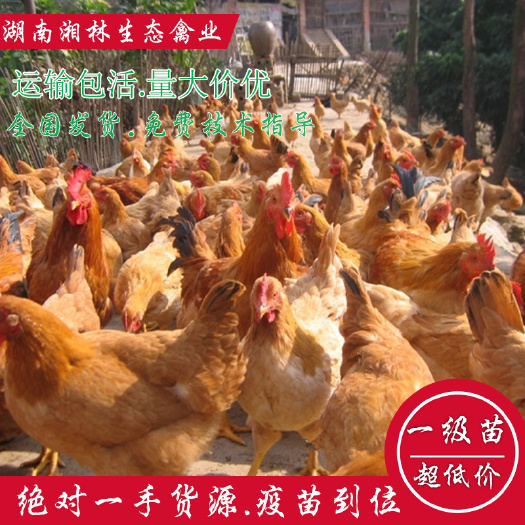 衡阳县 黄土2鸡苗青脚土鸡苗绿壳蛋鸡苗土鸡苗高产绿壳蛋鸡苗疫苗到位