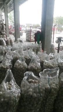 邳州市 邳州紫皮大蒜
