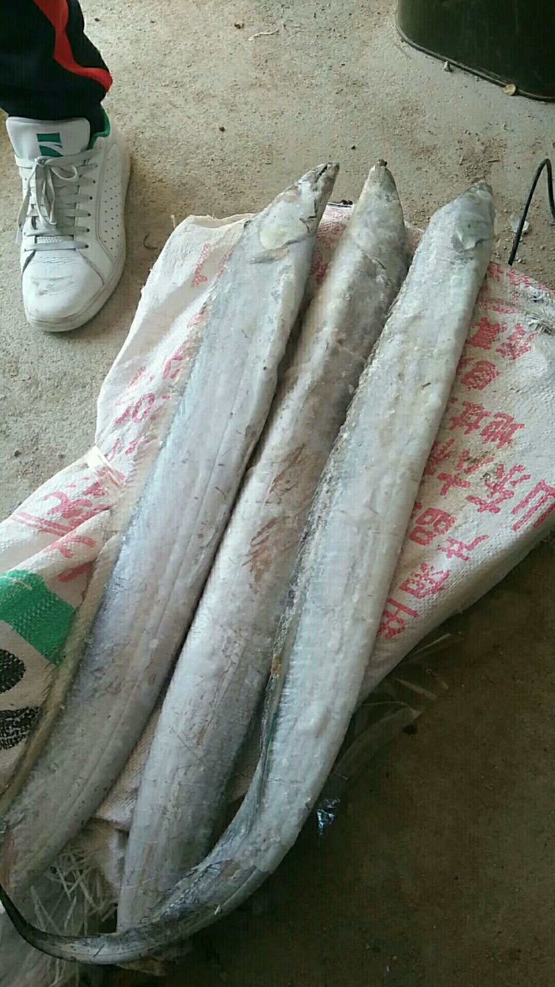  高品质山东威海乳山石岛小头带鱼