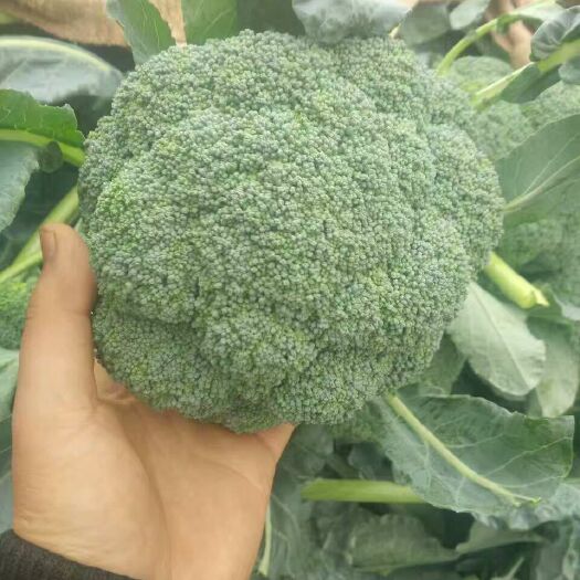 邯郸优秀西兰花  精品西兰花，货源充足