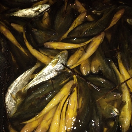 象山县象山东海深水大黄鱼，大小5两到2斤都有。各种酒店，办酒席可用
