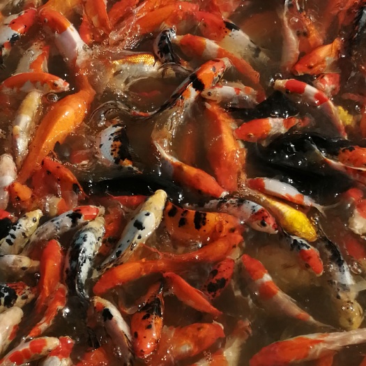柳州 去年的锦鲤，品种多，颜色艳。