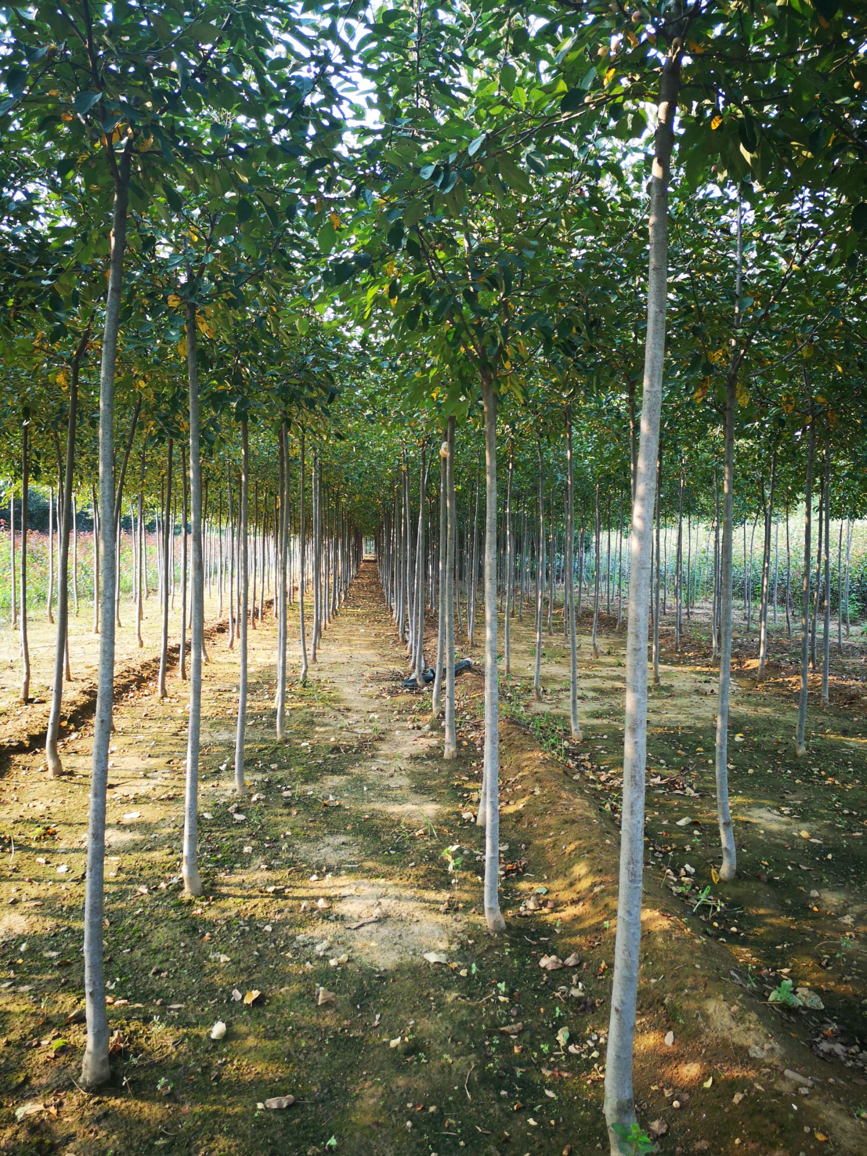 原生冠绚丽海棠 基地直销