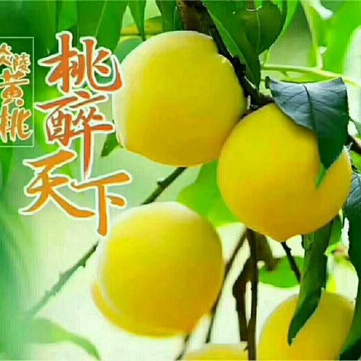 炎陵县 炎陵黄桃，