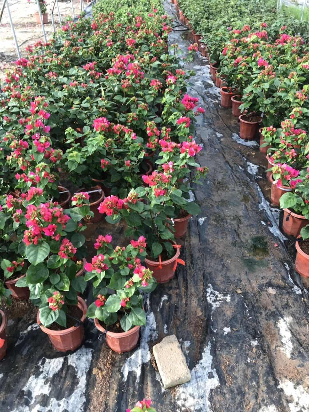  三角梅紫花三角梅