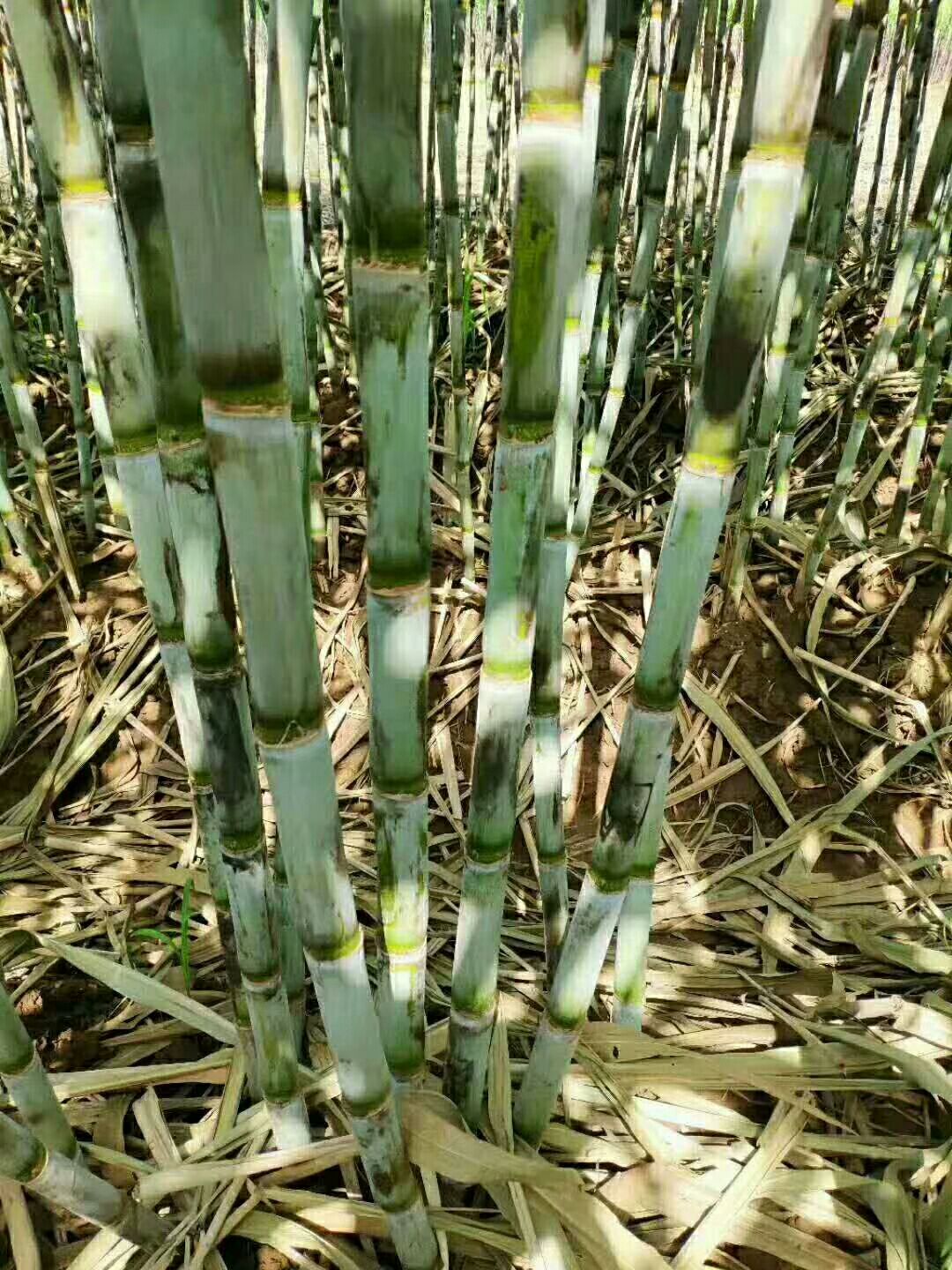 仙桃青皮甘蔗，皮薄脆甜多汁，50捆起批，基地直供！