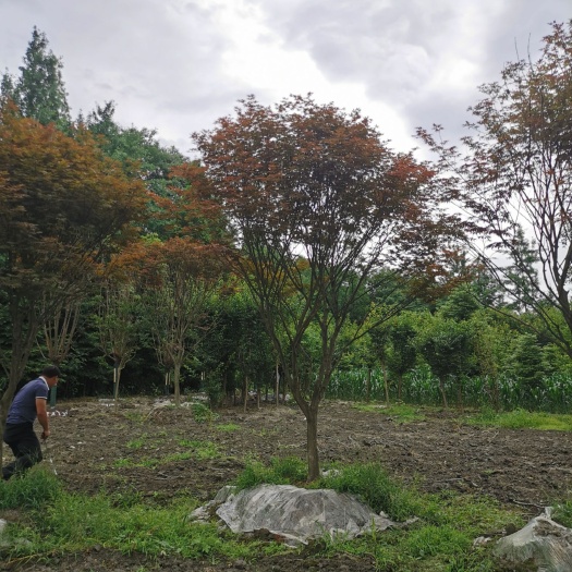 都江堰市中国红枫 苗圃现货供应红枫，规格齐全，欢迎选购