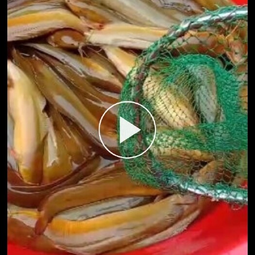 博白县 三黄塘鲺成品鱼