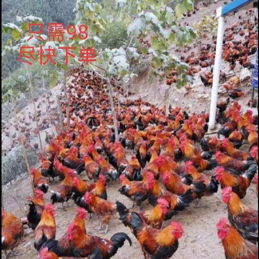 龙胜县 自家养的土鸡，数量不多尽快下单吧