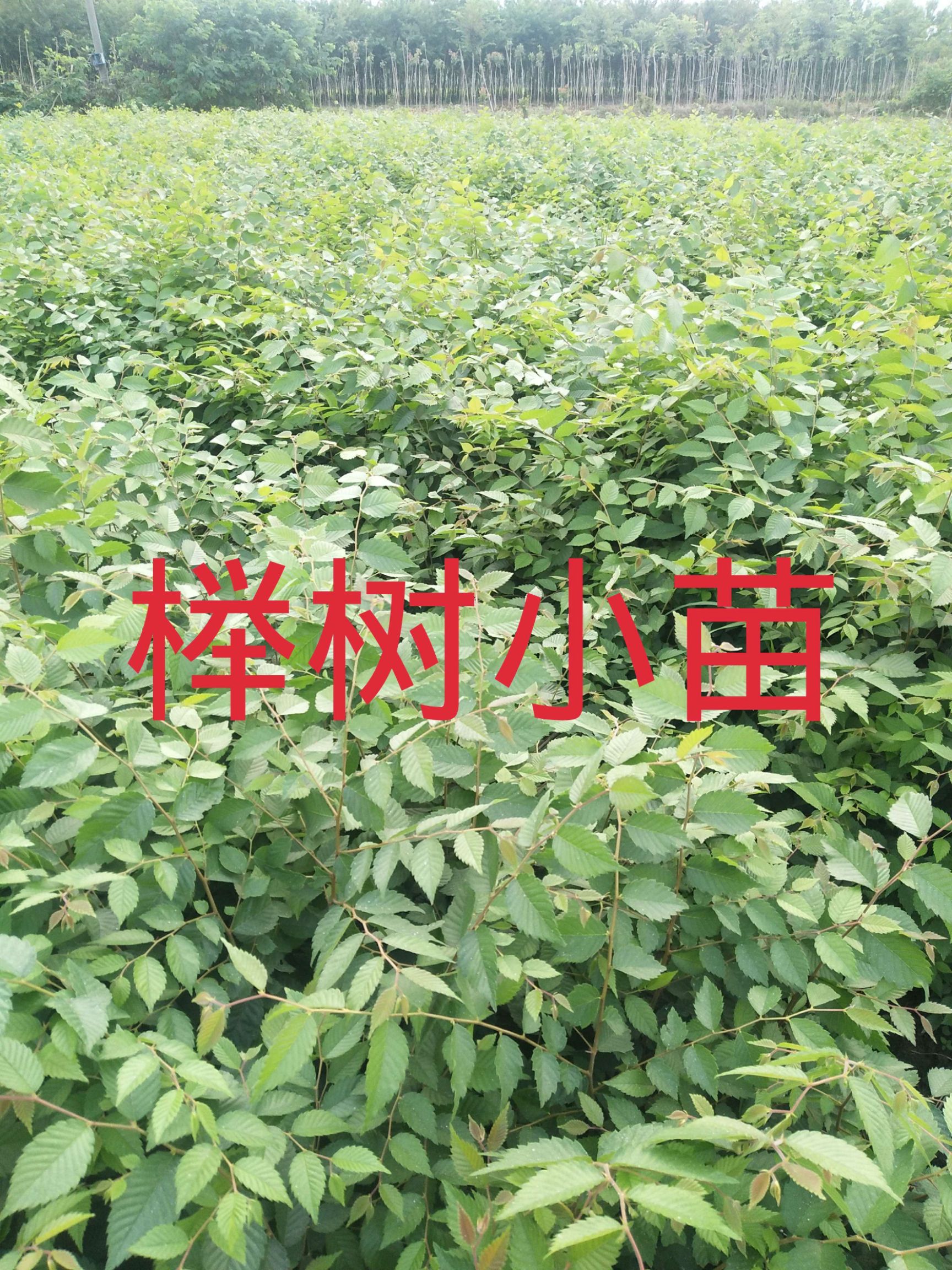 红榉  榉树，榉树苗，基地直供