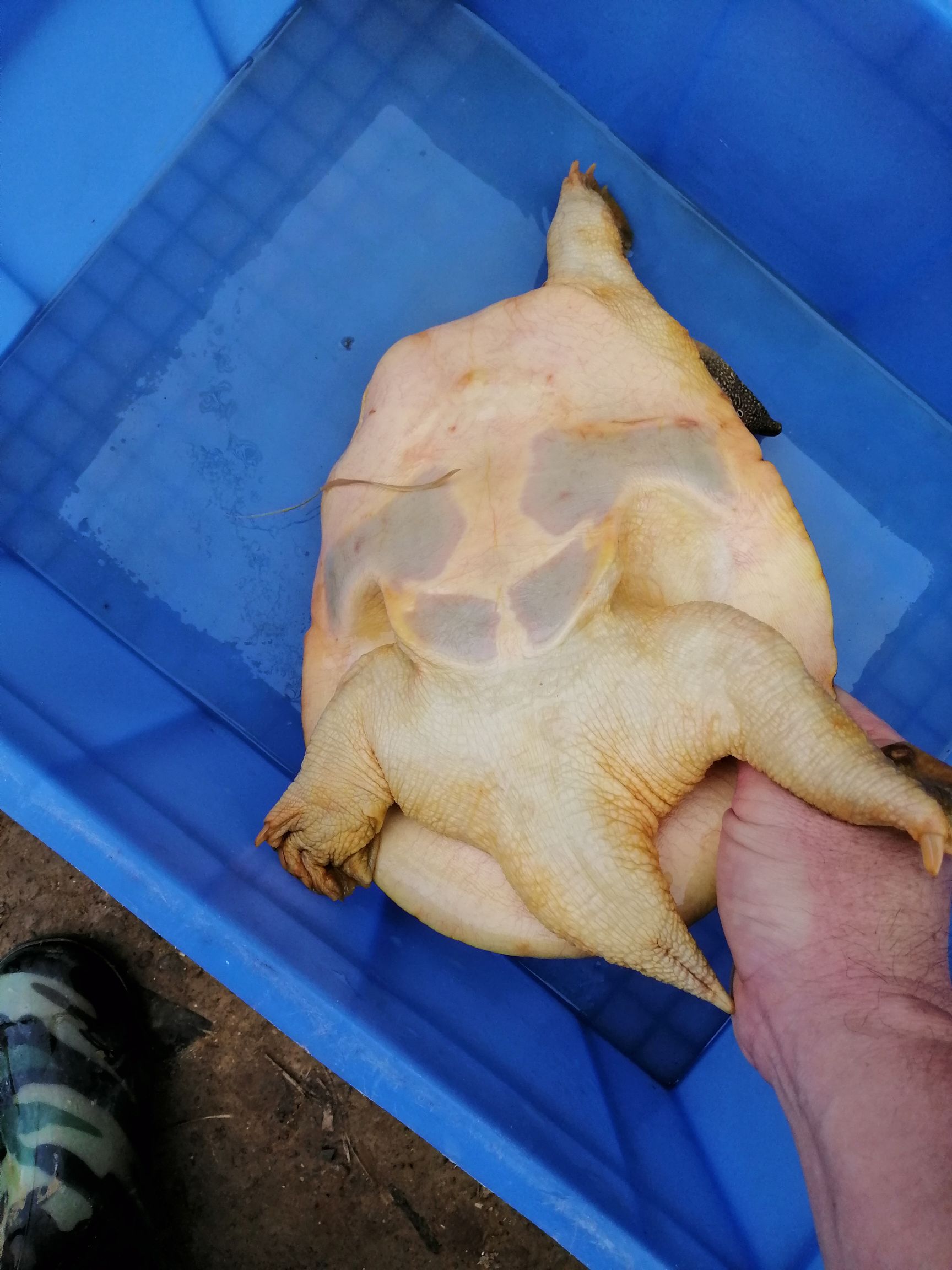 山塘原生放养黄公甲鱼，吃鲜小鱼虾长大，肉质鲜美，健康好食材