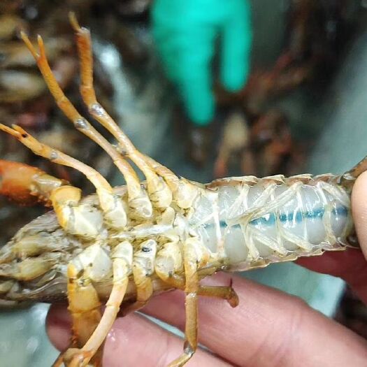 潜江市清水小龙虾 精品龙虾