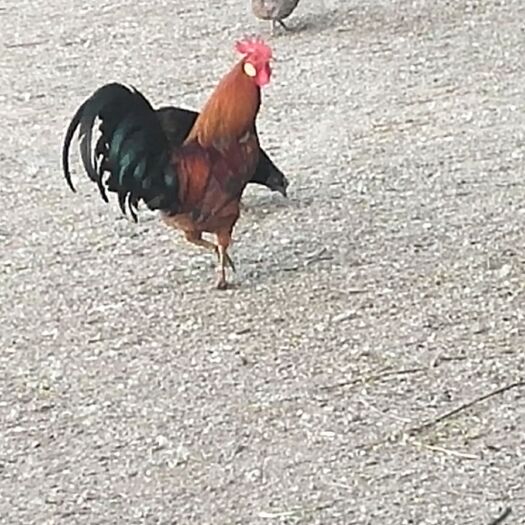 北镇市 生态养殖，林地散养柴鸡