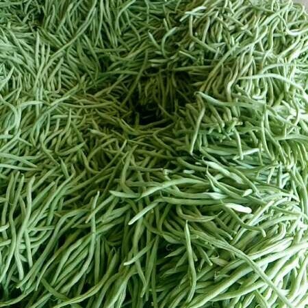 武山县架豆王豆角 精品豆王大掉价