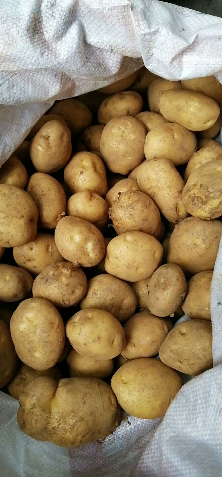 世界上最小的土豆图片