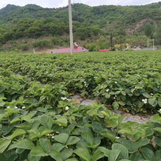 凤城市 丹东久久草莓