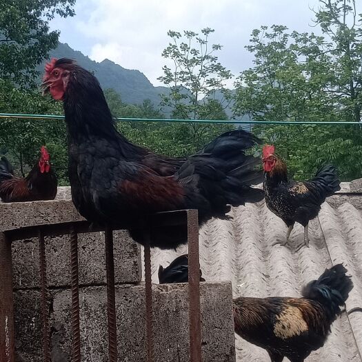 富源县 农家散养土鸡，鸡龄七个月以上，纯包谷籽喂养，品质保证