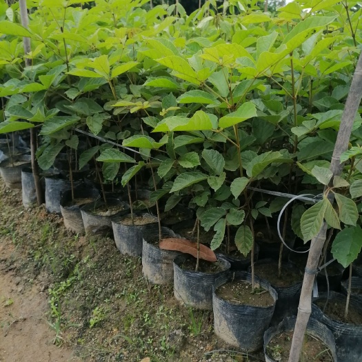 普宁市 黄花风铃木 基地直销大量出售出售