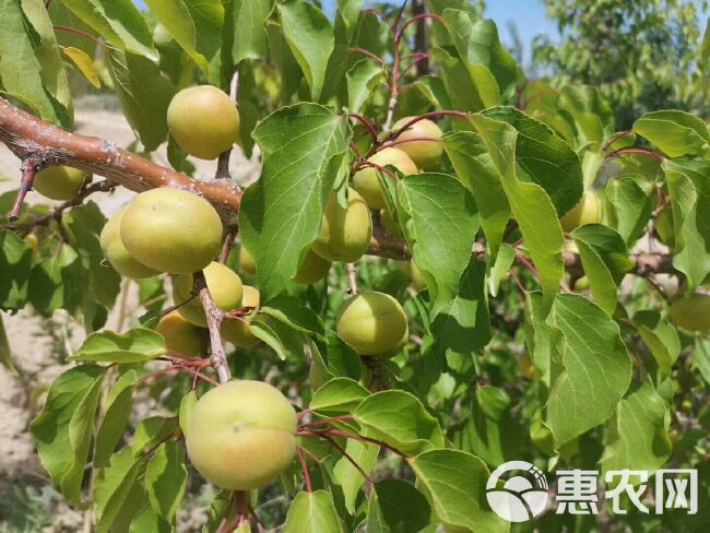  义务助农    树上干杏  航空直通车