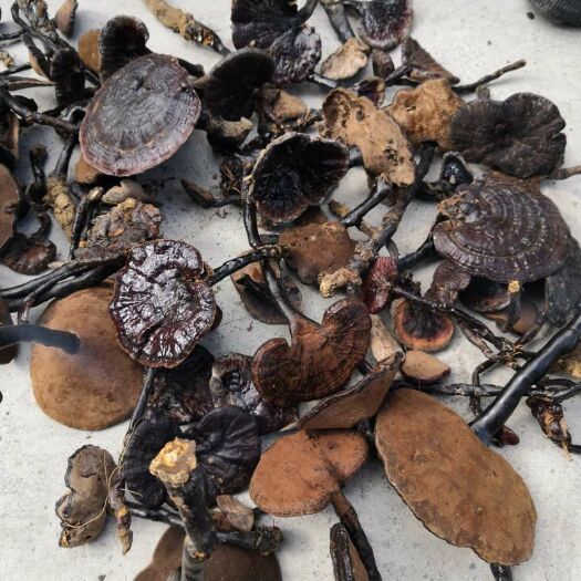 荔波县紫灵芝  灵芝  贵州鲜货纯统货黑灵芝全国可发顺丰空运