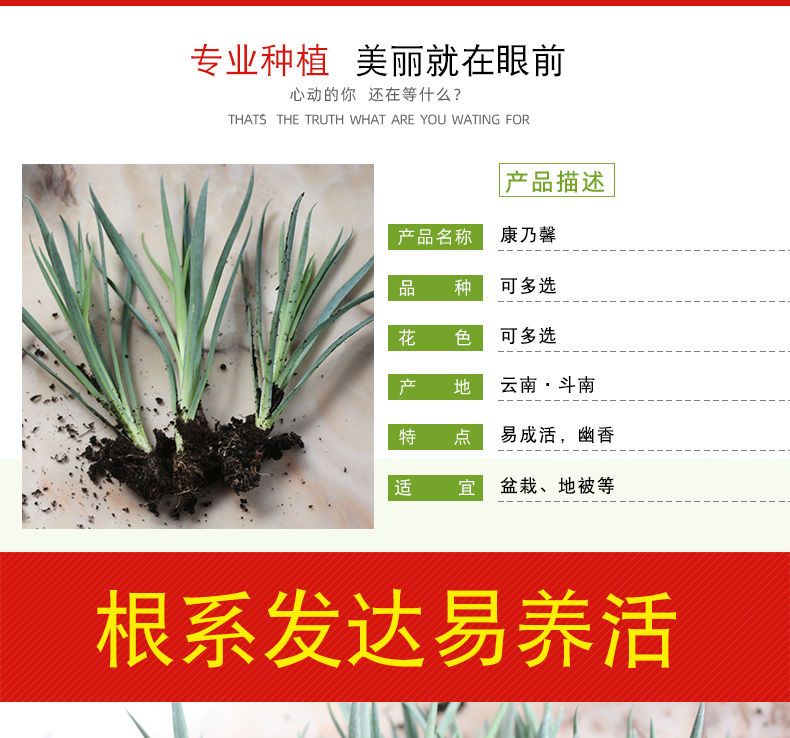 康乃馨切花  康乃馨种苗 云南昆明产地绿植石竹花苗  四季开