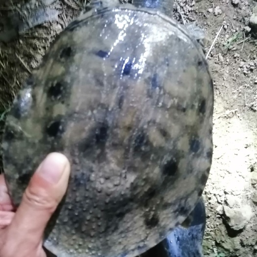 汉寿县 生态黑花甲鱼，中华憋