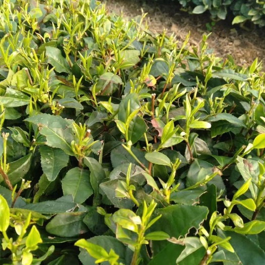 青岛炒青茶 海清茶，您是喝茶老手，就买我的吧，一流口感，天然