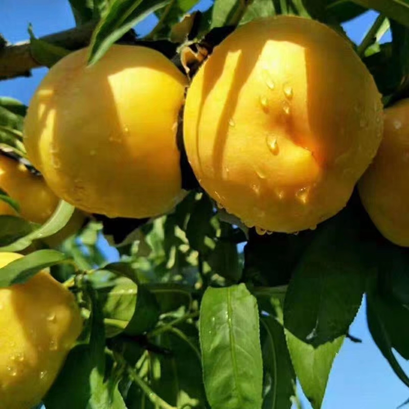  沂蒙山蒙阴黄油桃