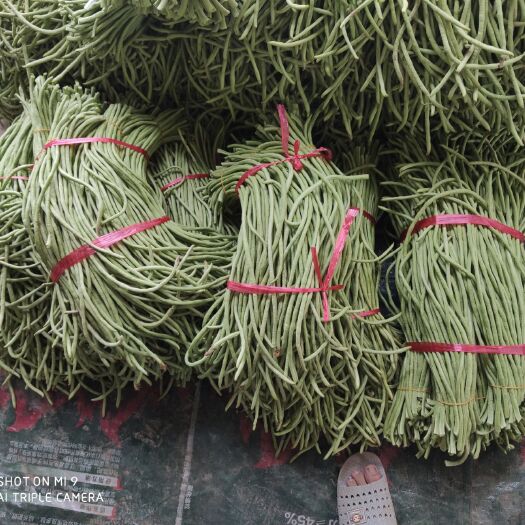 天门市 精品70cm长豇豆大量上市，货源充足，保质保量，可长期合作