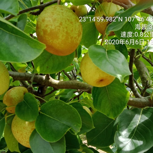 天等县 桂花梨