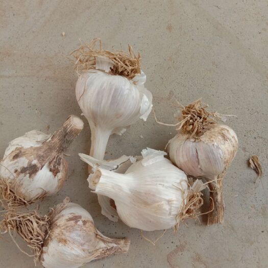 丰县紫皮蒜苔 紫皮蒜瓣，红根蒜苗，叶后耐运输