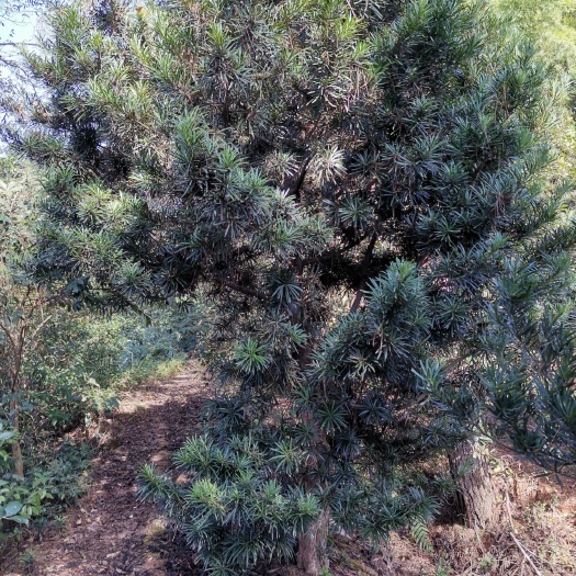 浏阳市普通罗汉松 大量销售10-12-15-18-20毛坯罗汉凇。看上的随时可