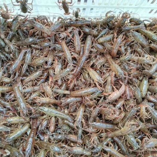 洪湖市小龙虾苗  万亩基地深水虾苗
