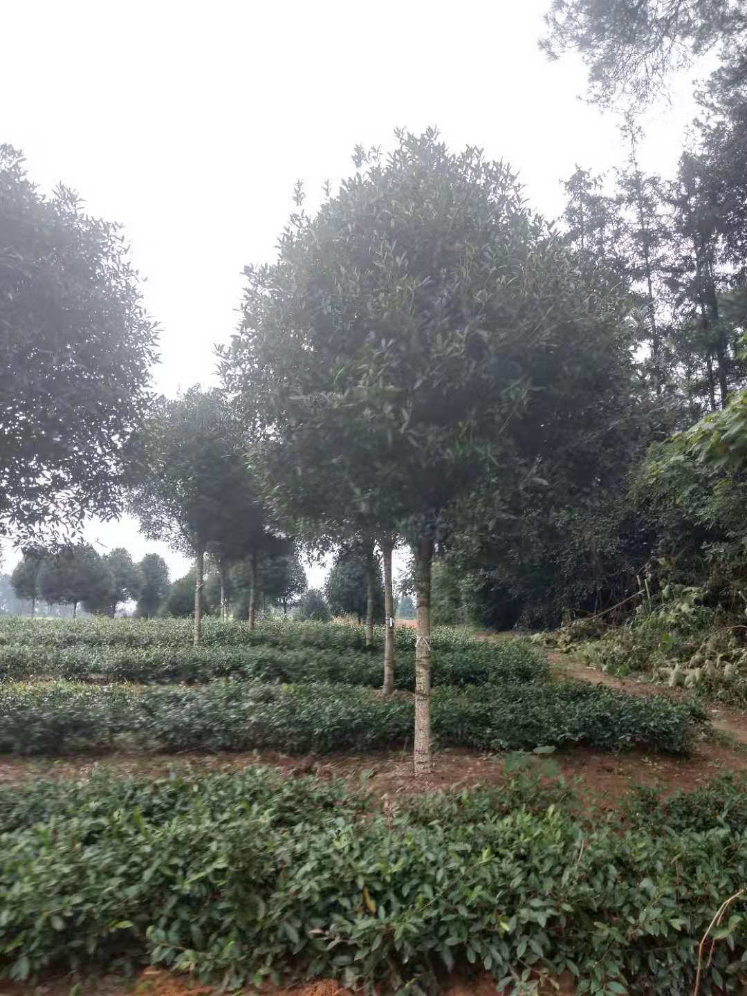八月桂  桂花树  金桂  大量现货批发