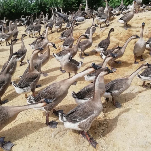 东莞市黑棕鹅 半圈散养，长期供货，货源充足，价钱优美欢迎选购