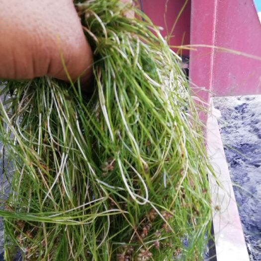 鱼台县马来眼子菜  微齿眼子菜，龙须草