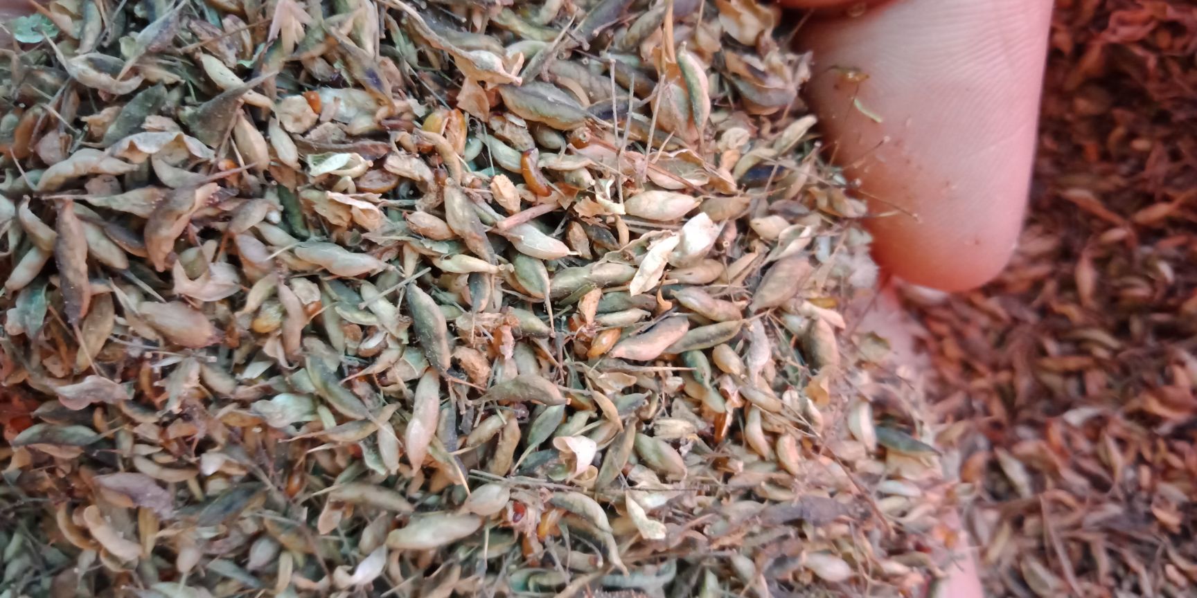 淫羊藿种子  这个药名不正经！淫羊藿种种。