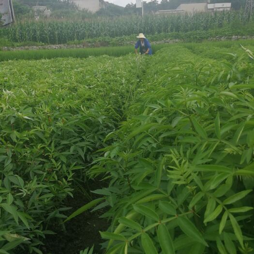 关岭县九叶青花椒 一级 鲜花椒