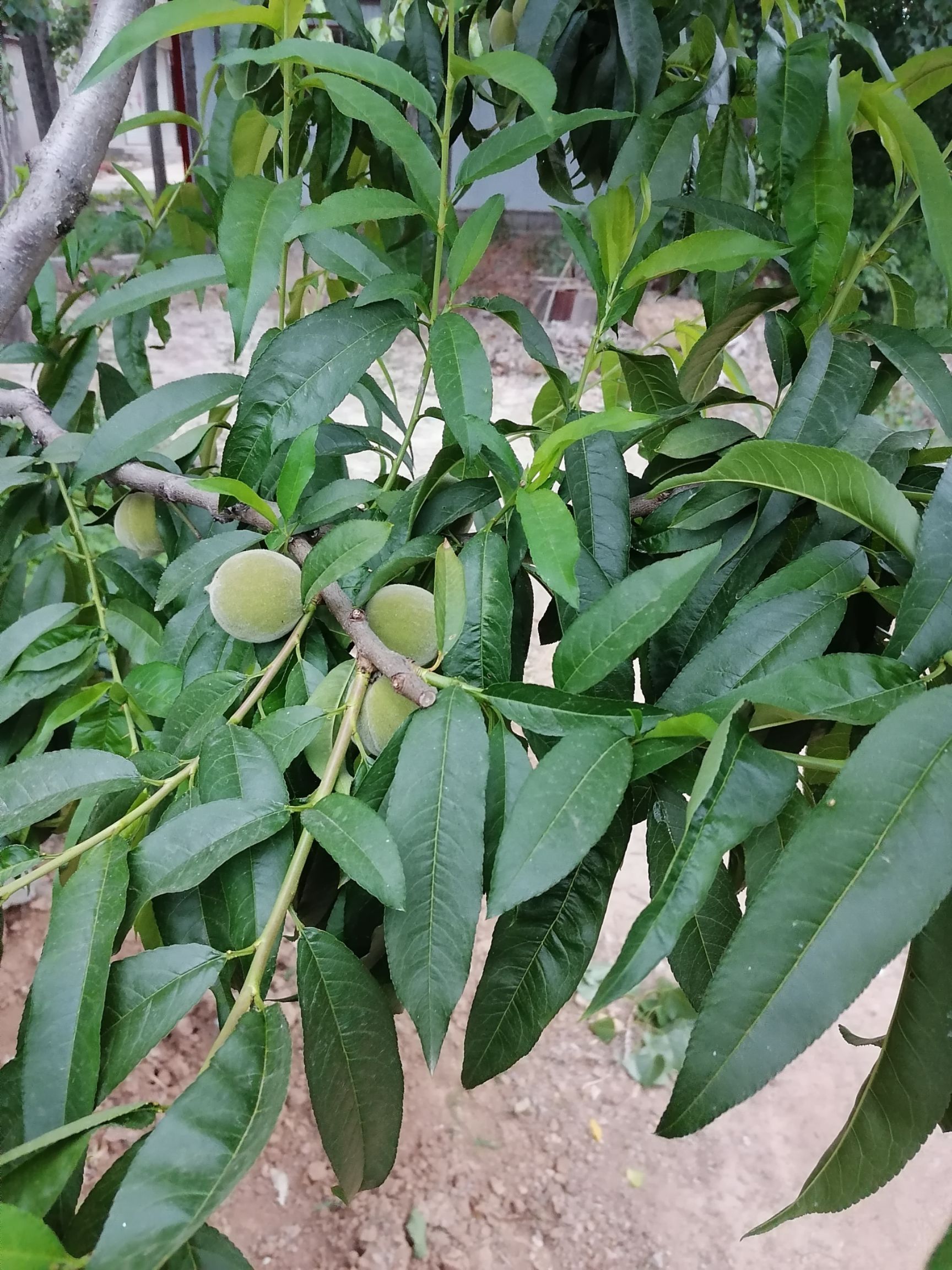  7月份黄桃大量上市，价格美丽，有需要的的老板联系我。