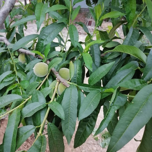 枣庄 7月份黄桃大量上市，价格美丽，有需要的的老板联系我。