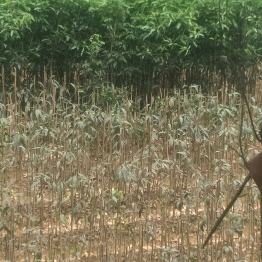 灵山县台农二号芒果苗